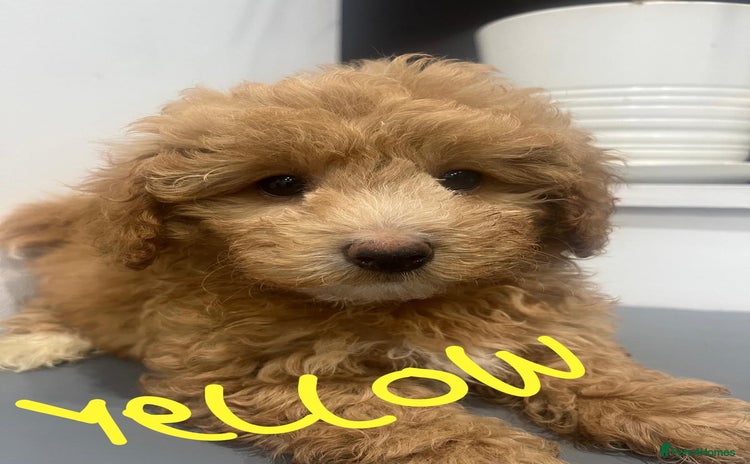 Coton De Tulear dogs - Advert 2