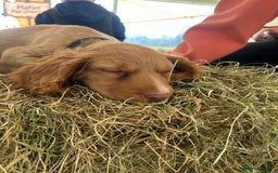 Cocker Spaniel dogs for sale: registered cocker spaniel pup for sale - Image 17