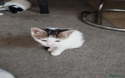 Toybob cats for sale: Kittens - Image 5