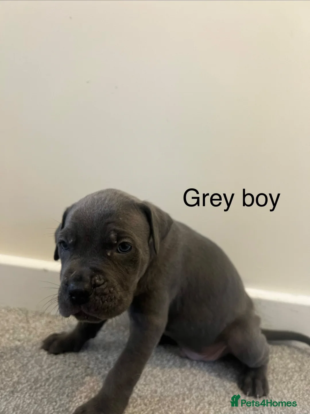 Cane Corso dogs for sale: Cane corso puppies  in Llandrindod Wells - Advert 20