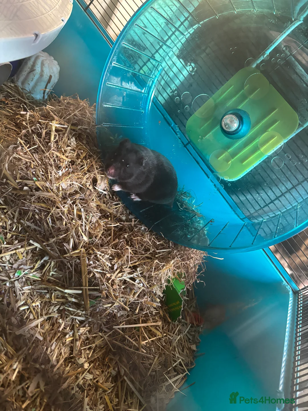 Guinea Pig rodents for sale: hamster  - Advert 3