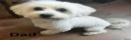 Maltese dogs for sale: Maltese puppies - Advert 10