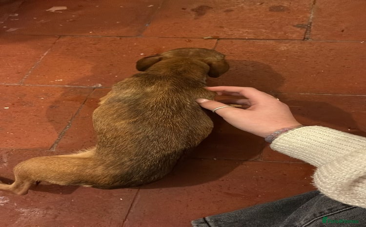 Mixed Breed dogs female chihuahua, female 1/2 ch 1/2 jack  - Advert 15