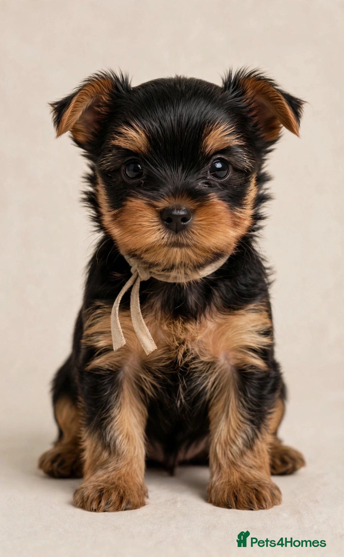Yorkshire Terrier dogs 🐾✨  KC Registered Yorkshire Terrier Puppies ✨🐾   - Advert 2