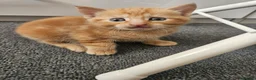 Mixed Breed cats for sale: Beautiful mixed ginger calico kittens for sale - Advert 4
