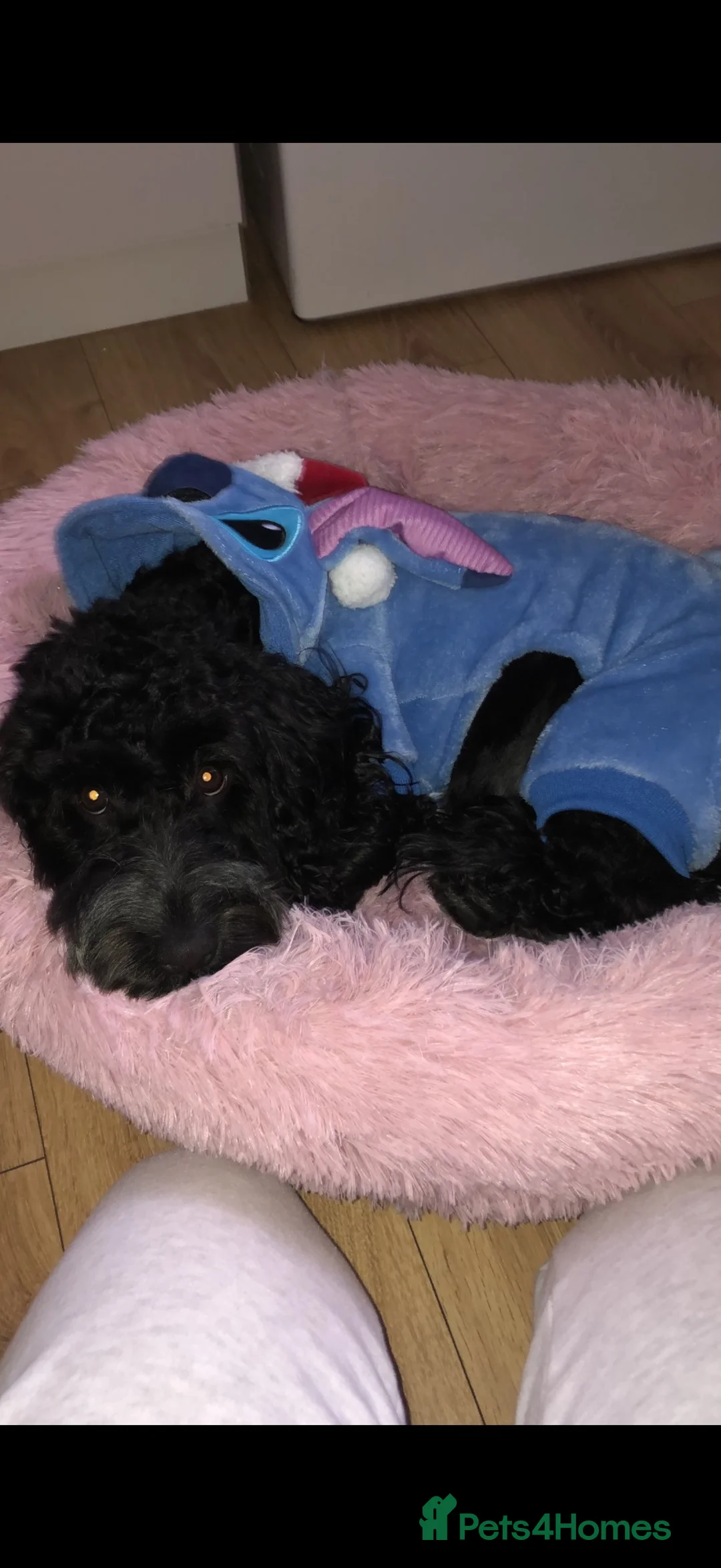 Mixed Breed dogs for sale: Labradoodle puppies for sale in Prescot - Advert 26