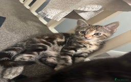 British Shorthair cats for sale: 5 beautiful kittens for sale  - Image 4