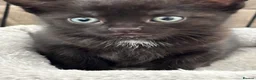 Mixed Breed cats for sale: Beautiful kittens for forever homes  in Newark - Advert 8