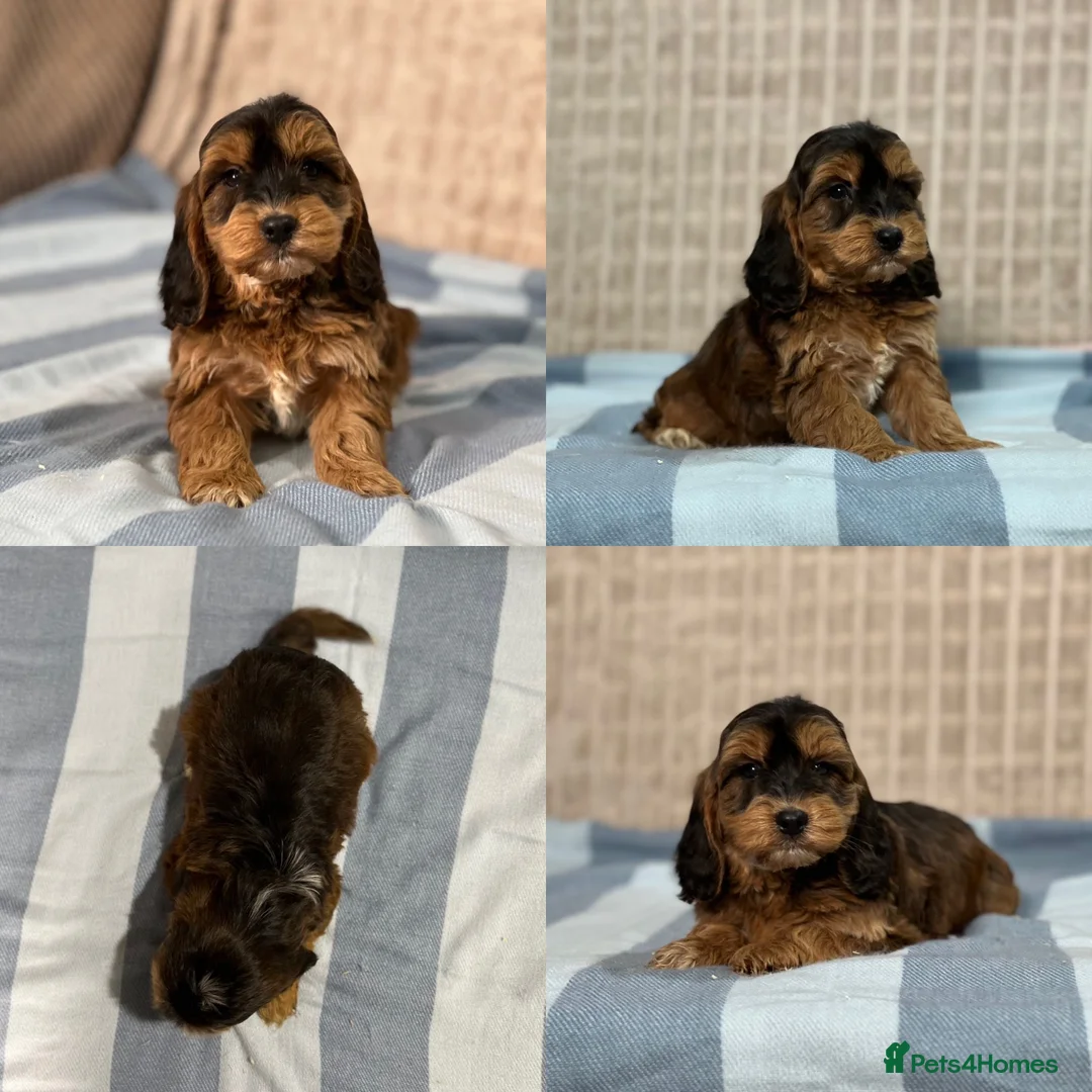 Cockapoo dogs for sale: Stunning Cockapoo puppies  in Bristol - Advert 3