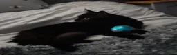 Mixed Breed cats for sale: Beautiful black kitten- friendly healthy boy - Advert 5