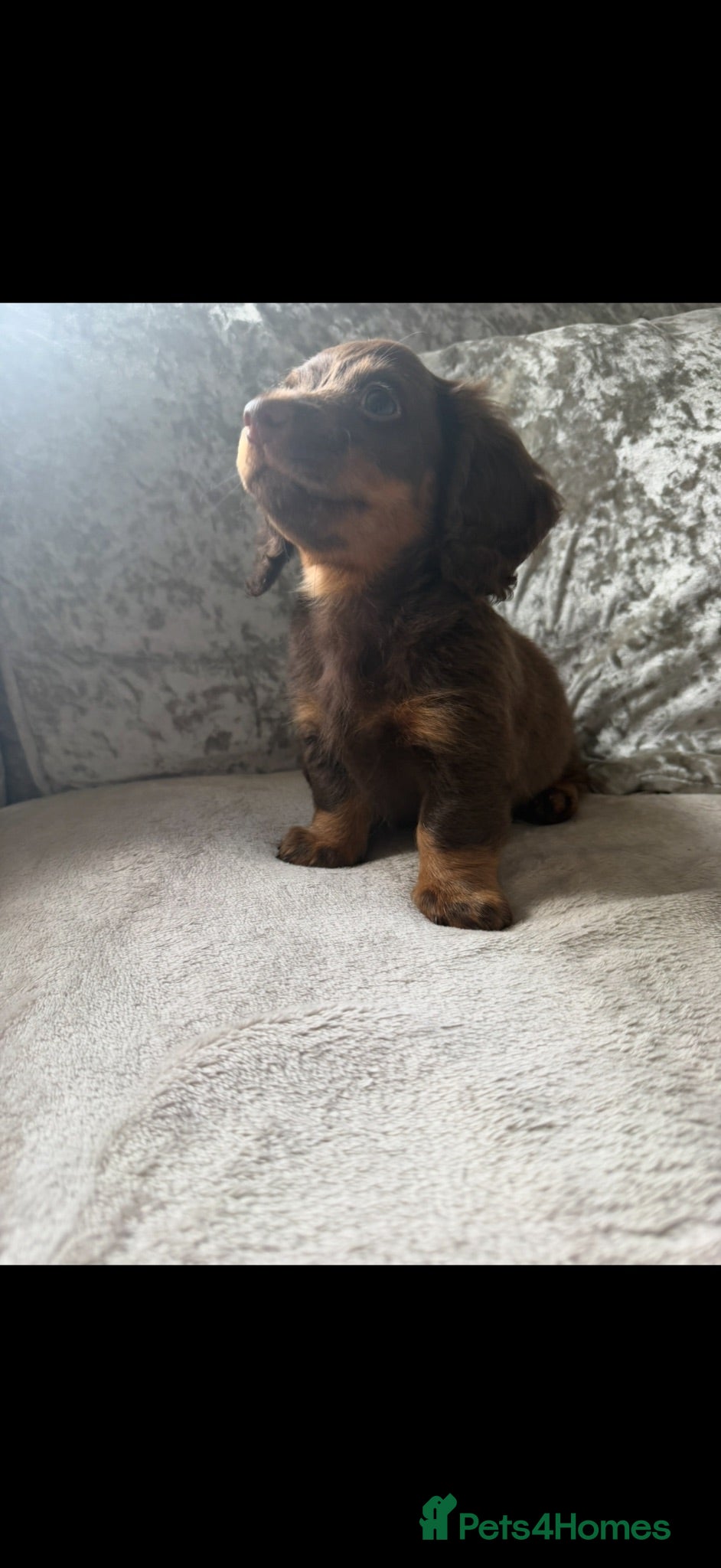 Dachshund dogs Miniature Dachshund Puppies  - Advert 2
