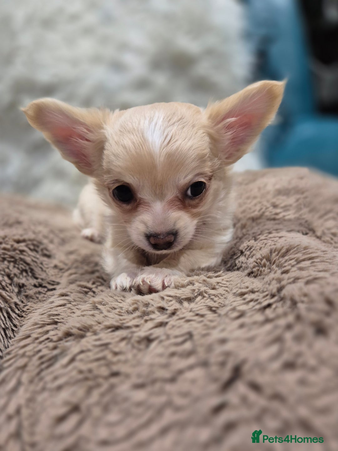 Chihuahua dogs for sale: ***READY NOW*** Long Haired Chihuahua Pups  - Advert 11