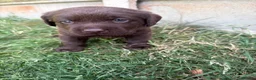 Labrador Retriever dogs for sale: KC registered chocolate Labrador puppies 🐾  - Advert 10