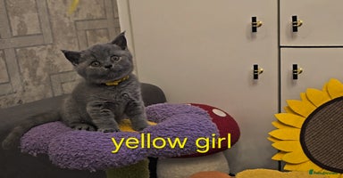 British Shorthair cats - Advert 7