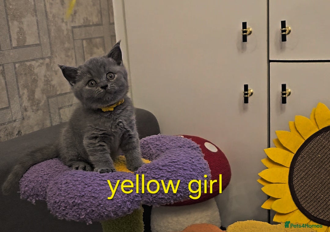 British Shorthair cats for sale: British Blue Shorthair kittens, GCCF pedigree - Image 5