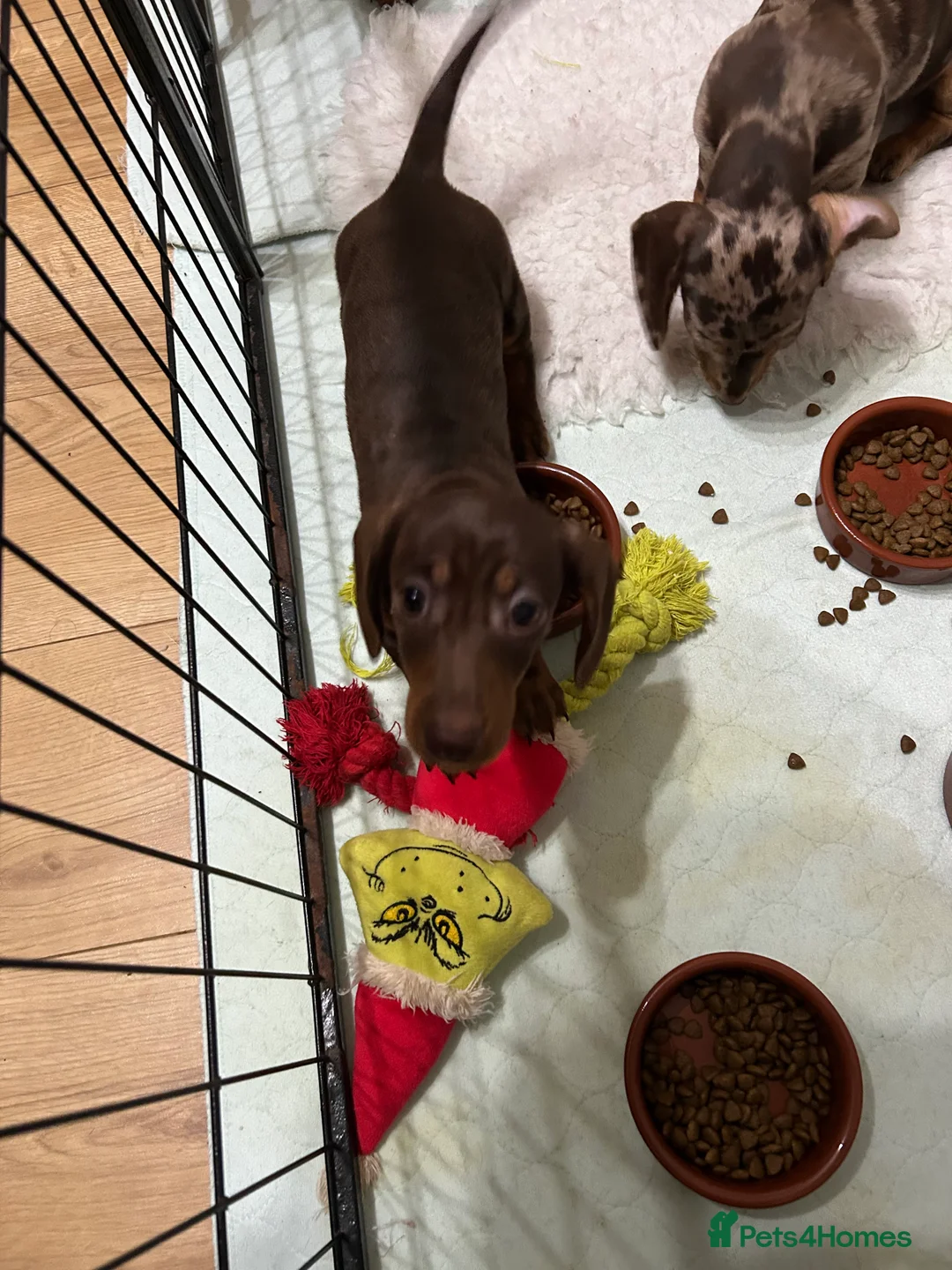 Miniature Dachshund dogs for sale:  Isabella & chocolate & tan Miniature dachshunds  - Advert 4