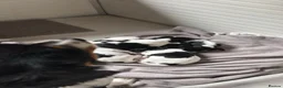 Cockalier dogs for sale: Cavalier King Charles spaniel x German spaniel - Advert 3