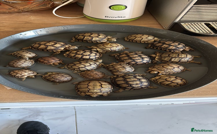 Tortoise reptiles - Advert 4