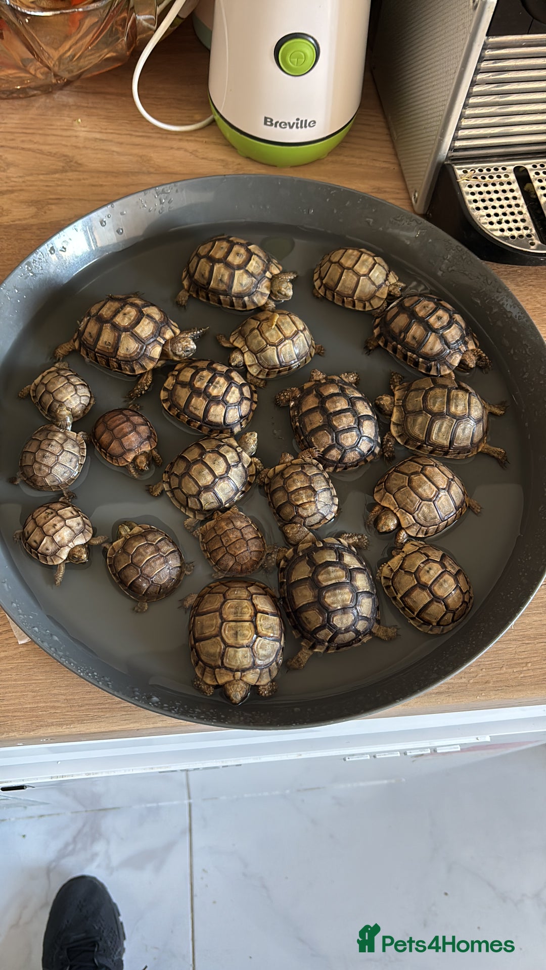 Tortoise reptiles for sale: Greek Tortoises - Image 1