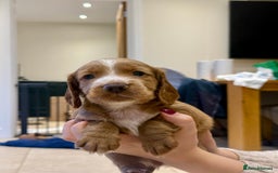 Cocker Spaniel dogs for sale: Working Cocker Spaniel Puppies - Image 6