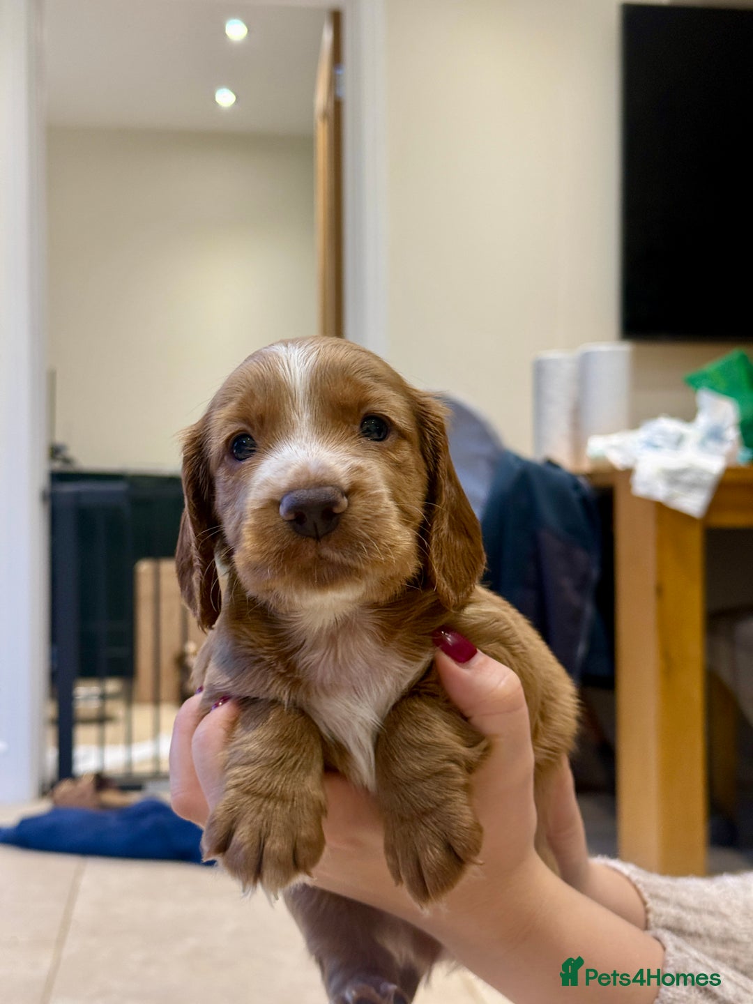 Cocker Spaniel dogs for sale: Working Cocker Spaniel Puppies - Image 6