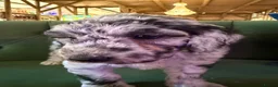 Sheepadoodle dogs for sale: Sheepadoodle Puppies Available  - Advert 20