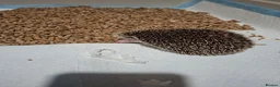 Pygmy Hedgehog rodents for sale: Africsn pygmy hedgehog in Edenbridge - Advert 7
