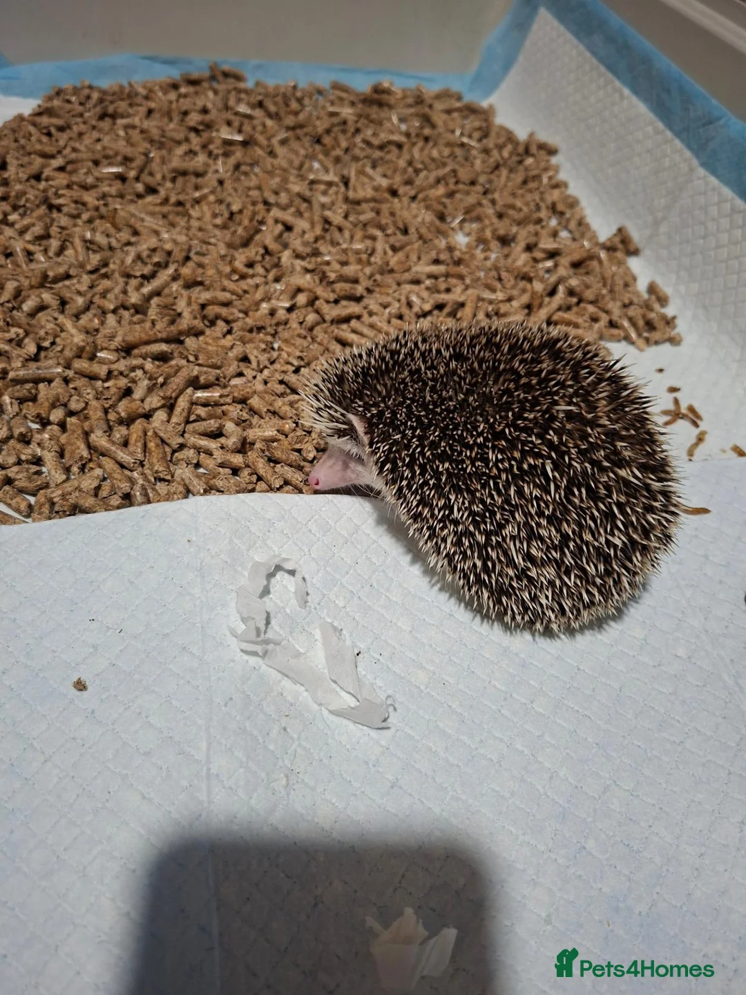 Pygmy Hedgehog rodents for sale: Africsn pygmy hedgehog in Edenbridge - Advert 7