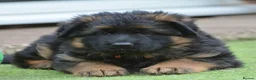 German Shepherd dogs for sale: Long Coat GSD black & tan  - Advert 16