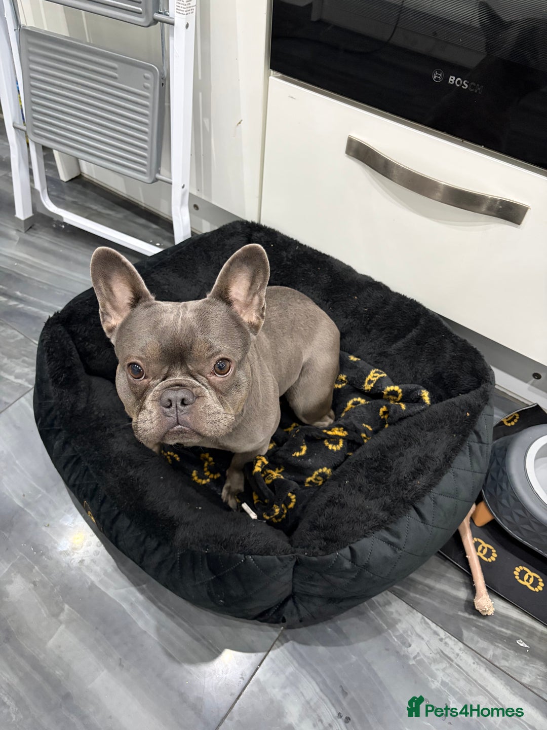 French Bulldog dogs for sale: Blue French Bulldog Female - Advert 3