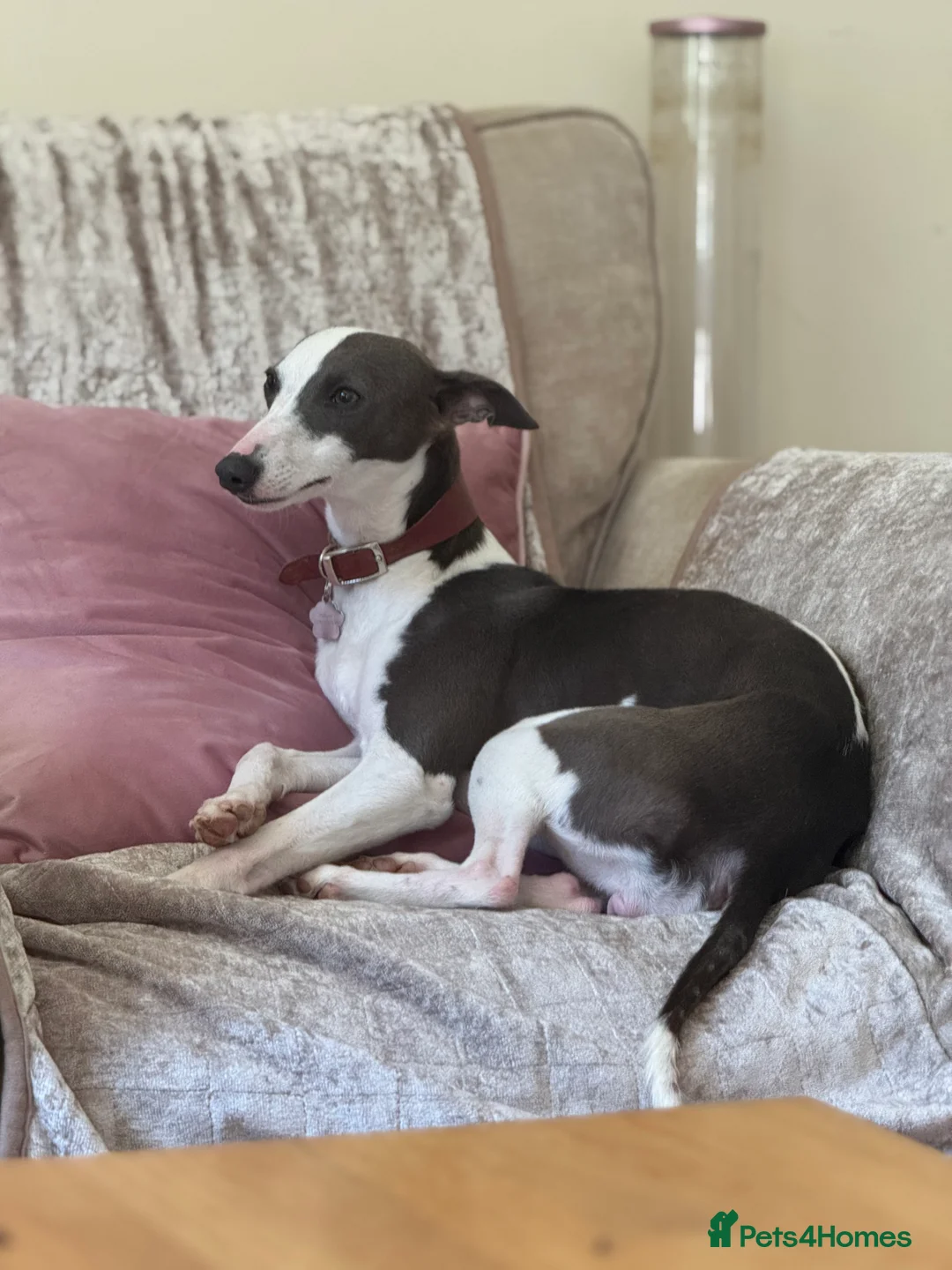 Whippet dogs for sale: Blue and white whippet bitch  - Advert 3