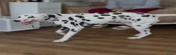 Dalmatian dogs for sale: Stunning Dalmatian boy - Advert 4