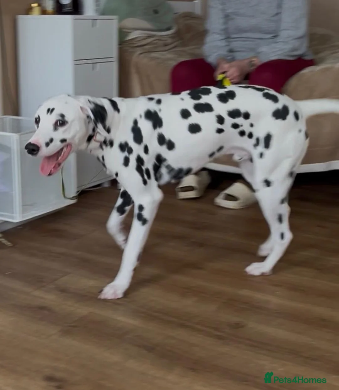 Dalmatian dogs for sale: Stunning Dalmatian boy - Advert 4