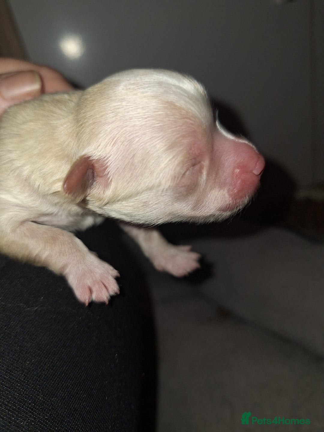 Pomeranian dogs for sale: Little cuties - Advert 26