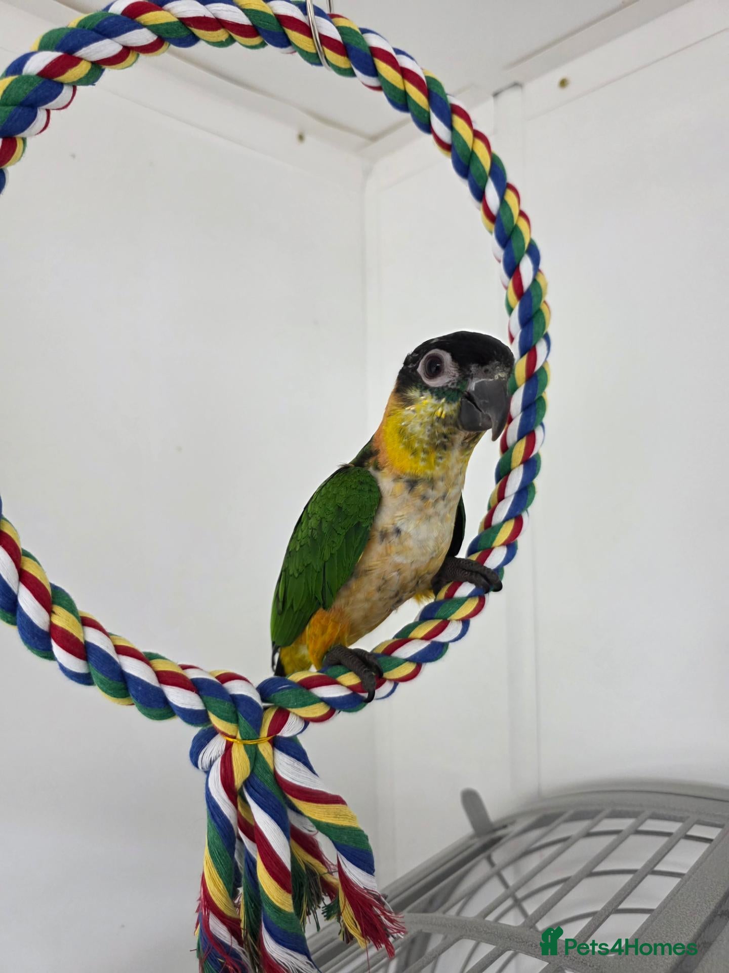 Parrots birds Black Headed Caique Parrot - Advert 1