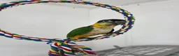 Parrots birds for sale: Black Headed Caique Parrot - Advert 1