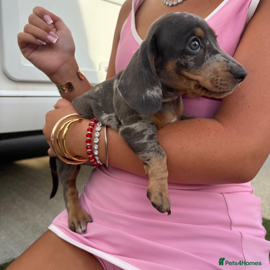Miniature Dachshund dogs for sale: Miniature dachshund puppy’s TO LEAVE NOW in Luton - Image 31
