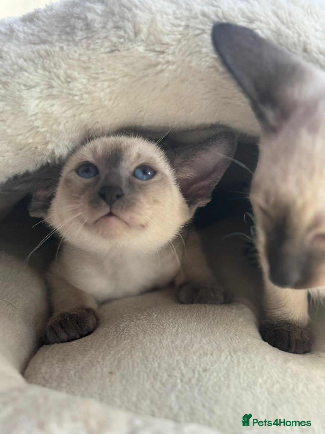 Siamese cats for sale: Siamese kittens - girls  - Image 14