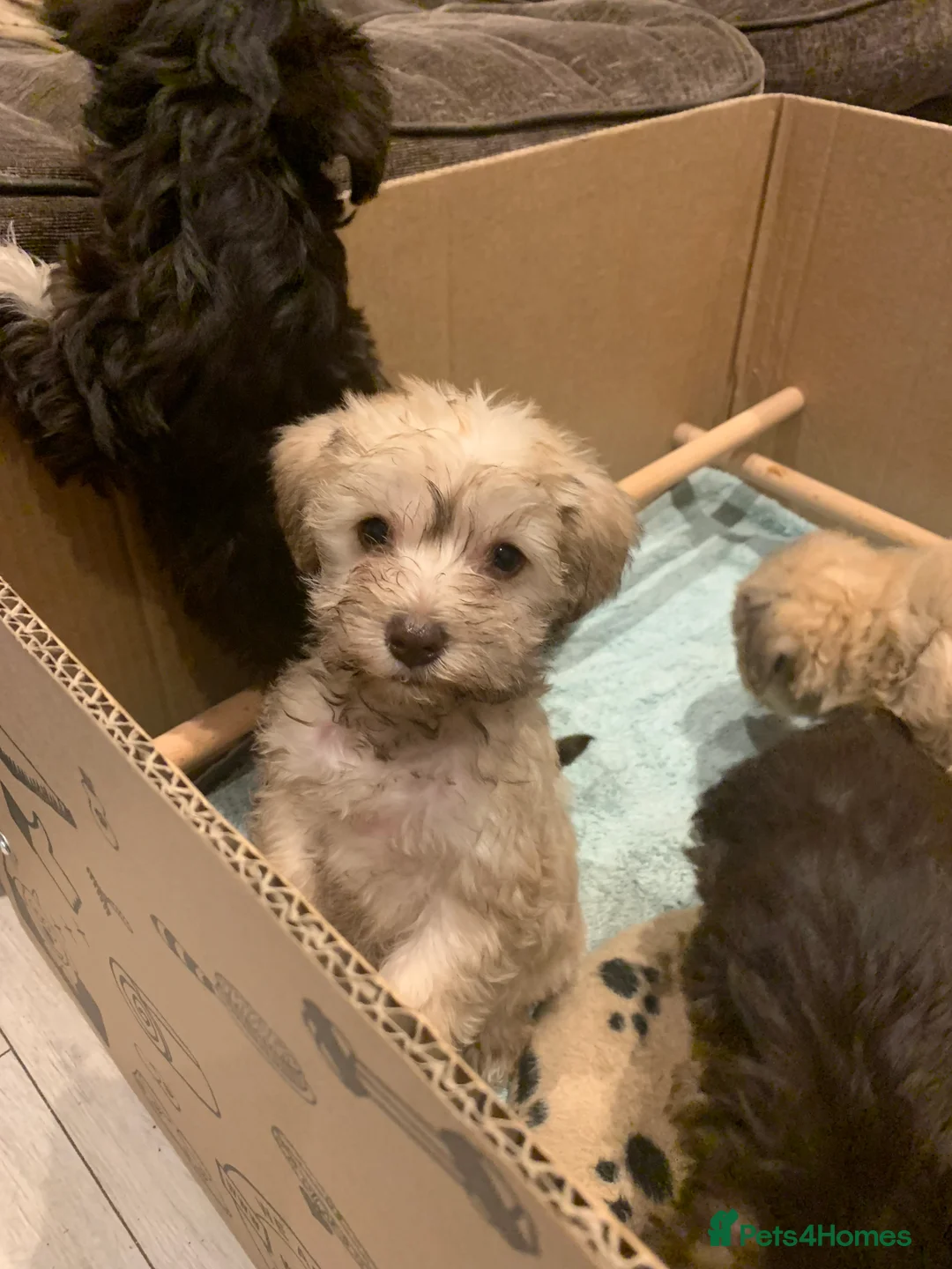 Miniature Schnauzer dogs for sale: Stunning Rare Parti-colour Miniature Schnauzer’s - Advert 3