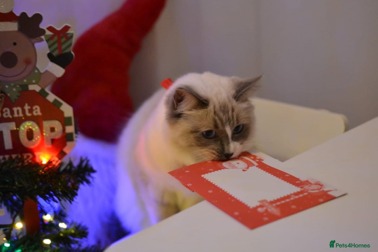 Ragdoll cats Beautiful Ragdoll Cat Vaccinated & Microchipped  - Advert 4
