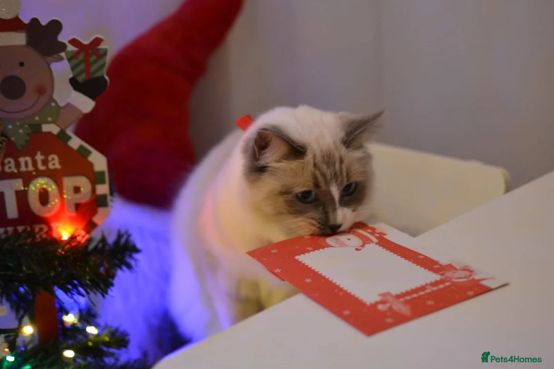 Ragdoll cats for sale: Beautiful Ragdoll Cat Vaccinated & Microchipped  in Leyland - Advert 1