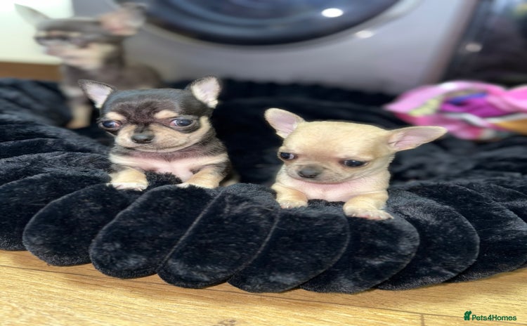 Chihuahua dogs - Advert 1