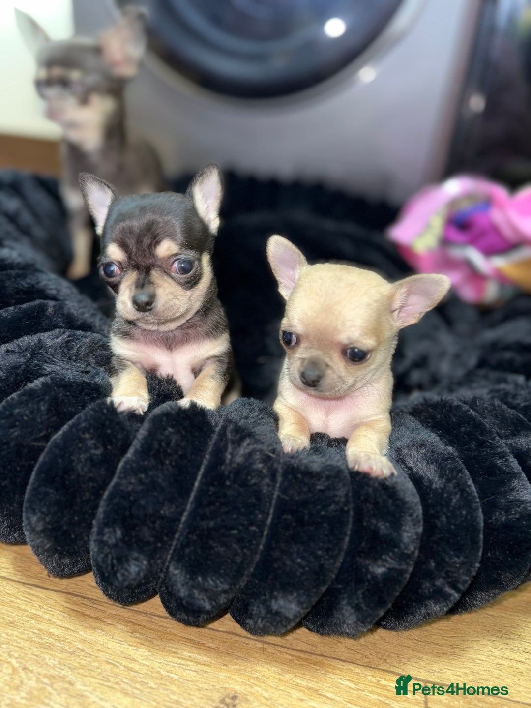 Chihuahua dogs for sale: 🩵 𝓬𝓾𝓭𝓭𝓵𝔂 𝓪𝓷𝓭 𝓹𝓵𝓪𝔂𝓯𝓾𝓵 𝓫𝓸𝔂𝓼🩵 - Image 1