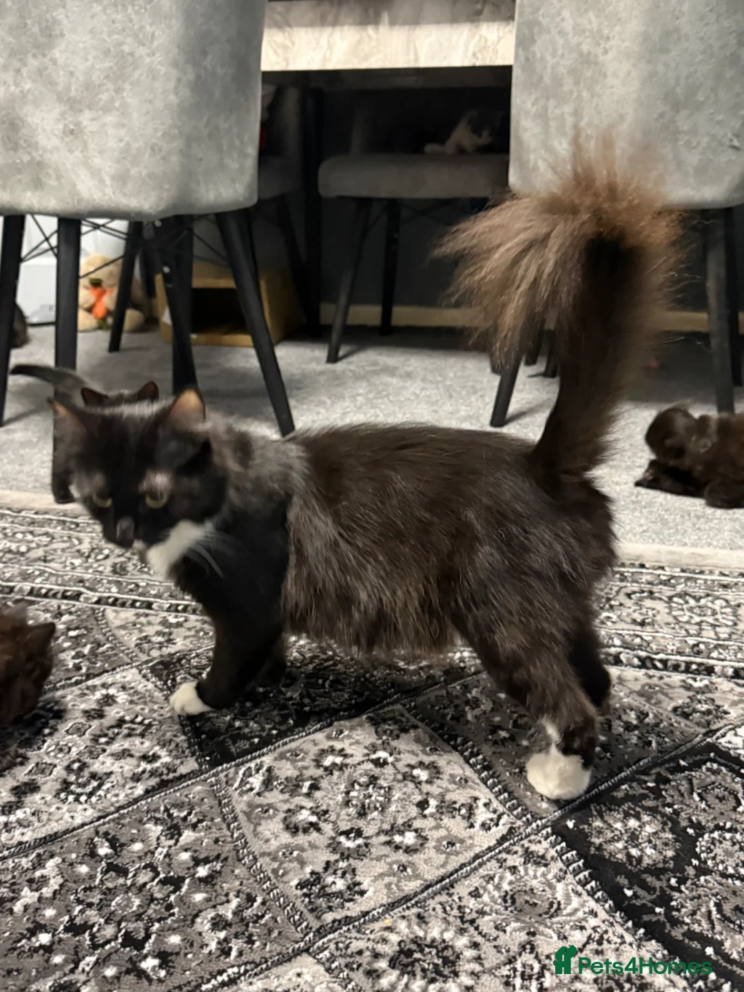 Maine Coon cats for sale: Stunning Maine Coon x British Shorthair Kittens - Advert 27