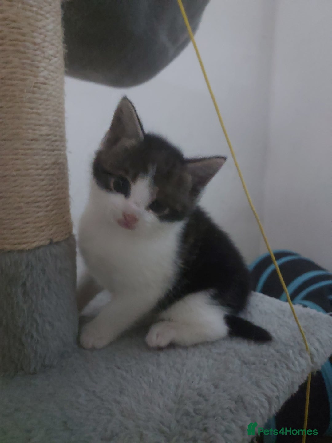 Mixed Breed cats for sale: Kittens - Image 6
