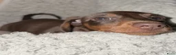 Miniature Dachshund dogs for sale: Beautiful miniature dachshund puppies - Advert 2