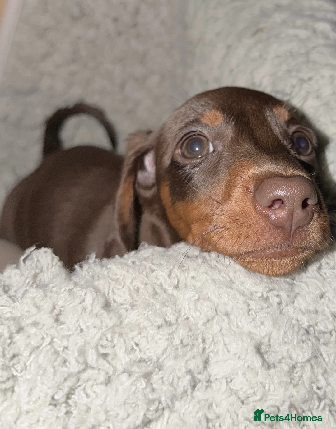 Miniature Dachshund dogs for sale: Beautiful miniature dachshund puppies - Advert 2