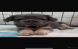French Bulldog dogs for sale: Quality 5star🌟full visual fluffy French bulldogs  - Image 21