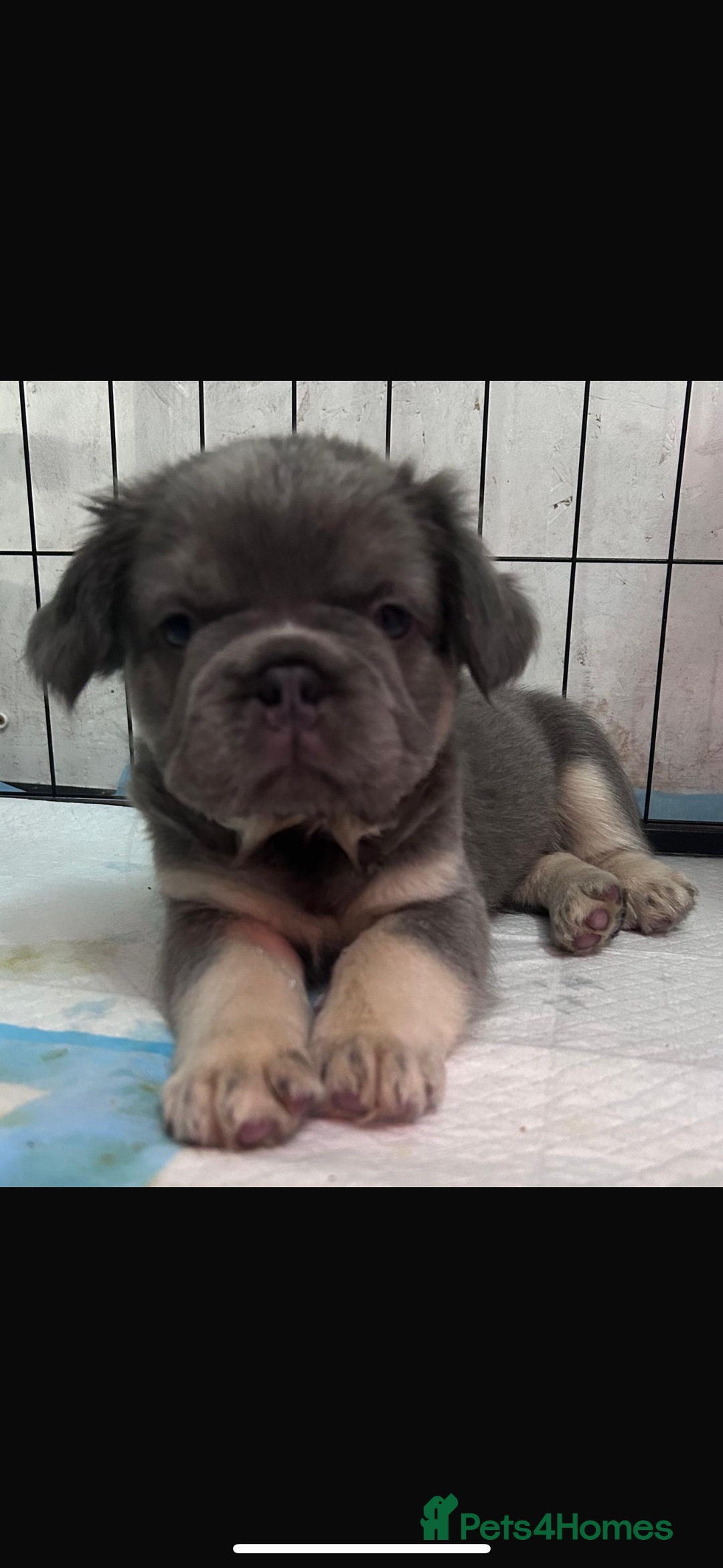 French Bulldog dogs for sale: Quality 5star🌟full visual fluffy French bulldogs  - Image 21