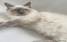 Ragdoll cats for sale: Ragdoll male kittens  - Image 2